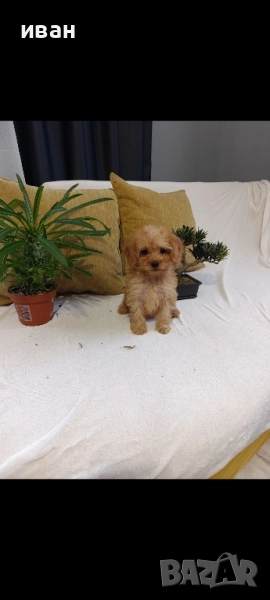 пудел момичета , снимка 1