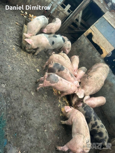 продавам прасета, снимка 1