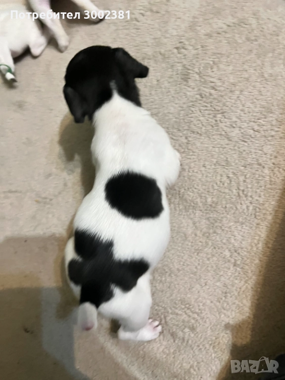 Джак Ръсел териер, снимка 1