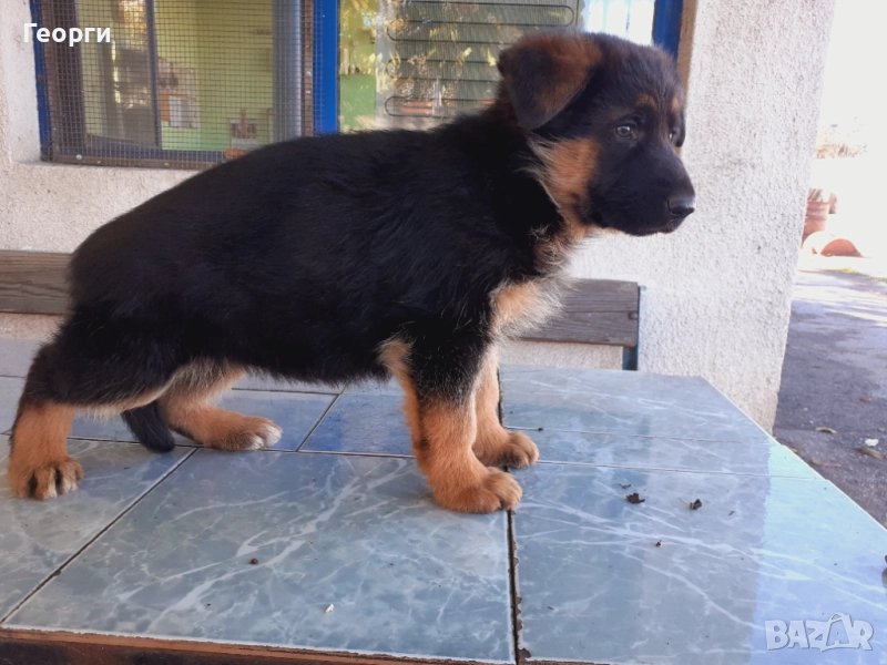 Немски овчарки, снимка 1