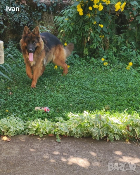 Старонемска овчарка за разплод ., снимка 1