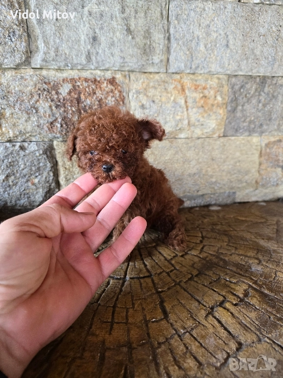 Тийкъп Пудел момче , снимка 1