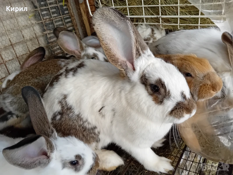 Зайци, снимка 1