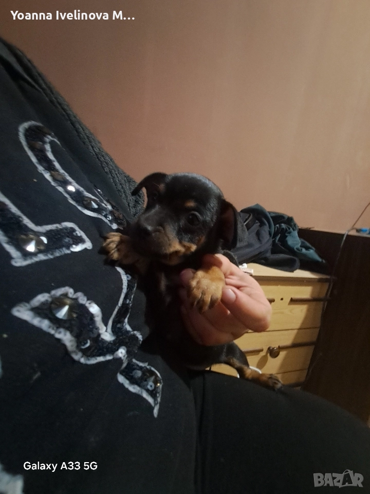 Пинчери , снимка 1