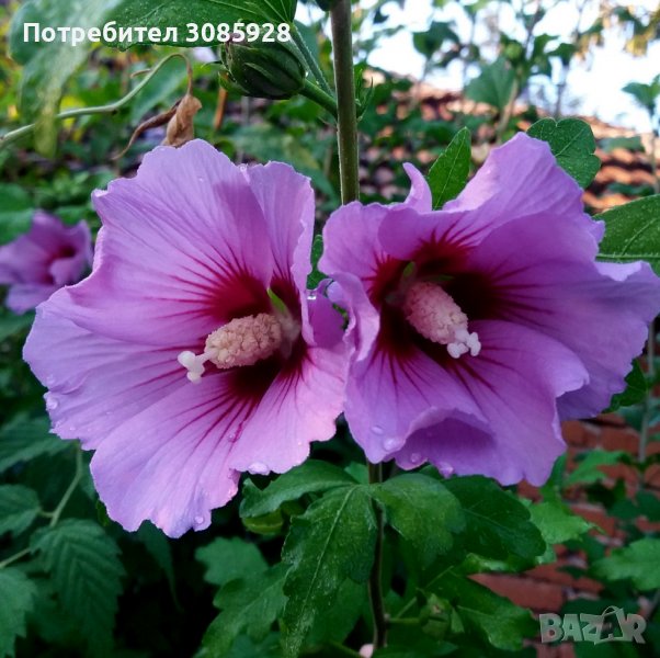 👌👌👌 Hibiscus syriacus, наричан роза на Шарон , снимка 1