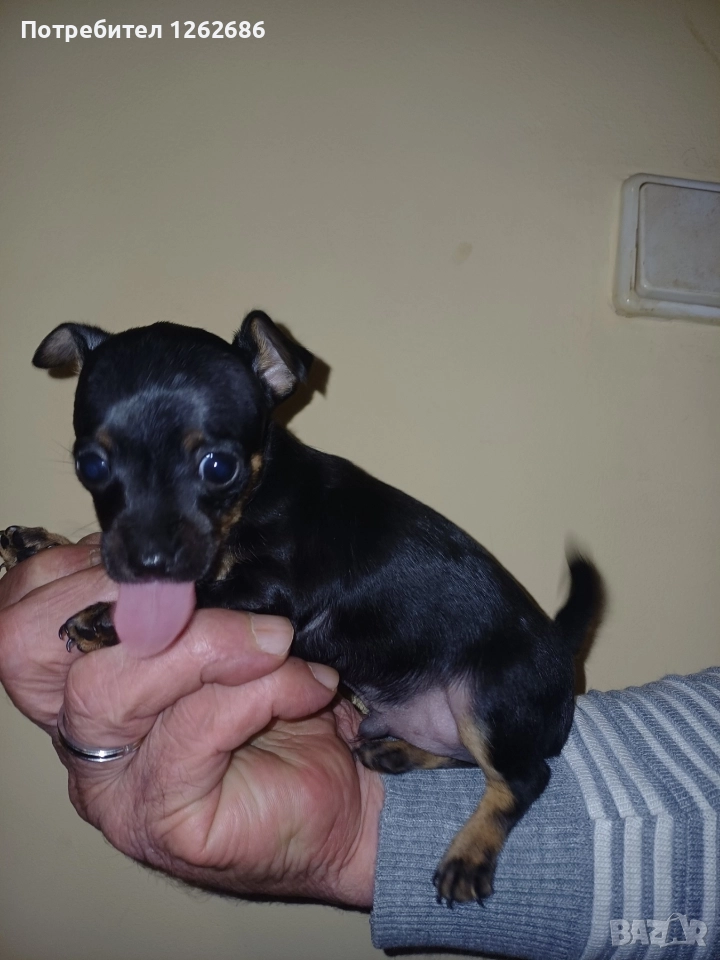 Продавам мини пинчер, снимка 1