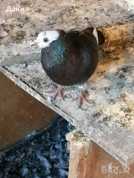 архангел , снимка 1