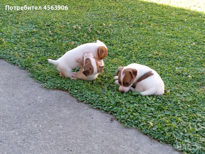 Джак ръсел териер, снимка 1