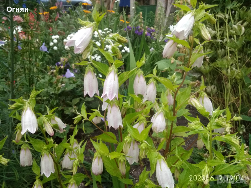 Градинска камбанка /Campanula punctata/ - разсад, снимка 1