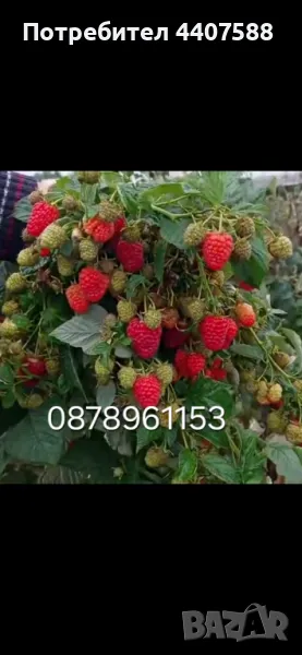 Разсад ягоди и малини , снимка 1
