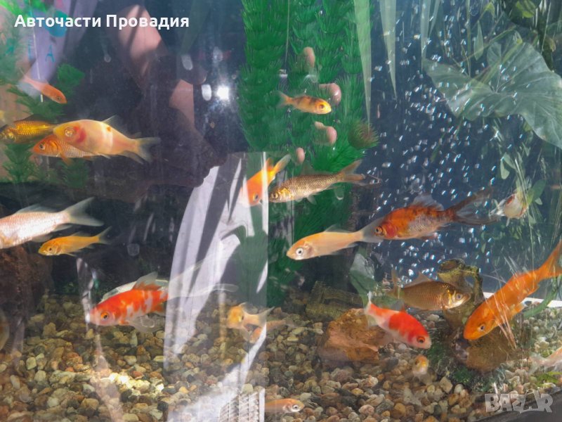 Японски шаран КОИ, златни рибки Шубинкин за езеро и аквариум, снимка 1