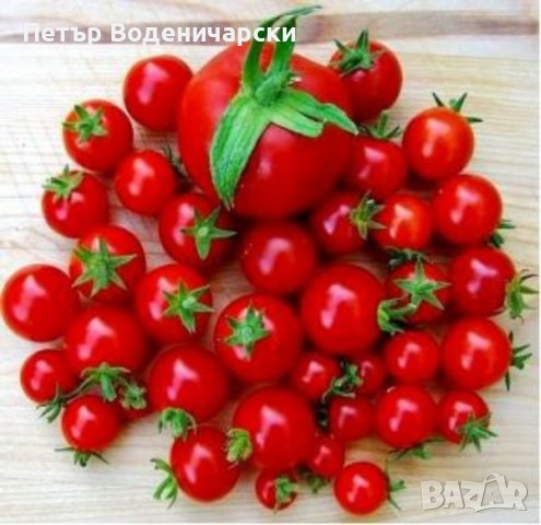 Био семена от чери домати - Lycopersicon esculentum произход Германия.  Lycopersicon esculentum Mill