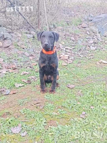 ягдтериер със родословие на 4 месеца , снимка 4 - Ягдтериер - 53300136