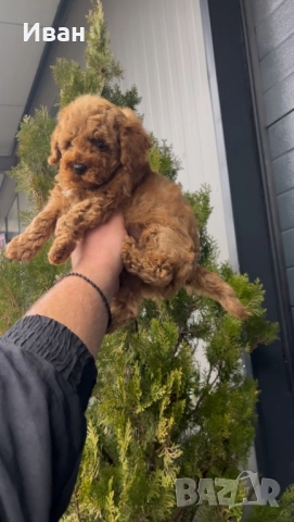 Той пудел, снимка 3 - Пудели - 52916377