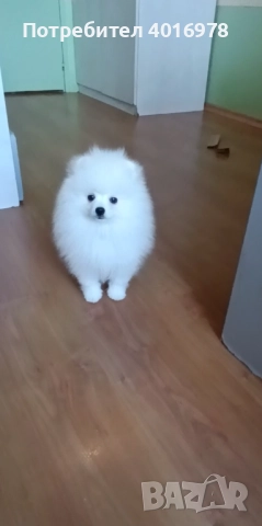 Померани Момчета с Родословие , снимка 5 - Померан - 52748219