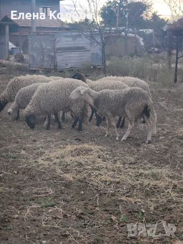 Продават се овце и коч млади, снимка 4 - Овце - 56086422