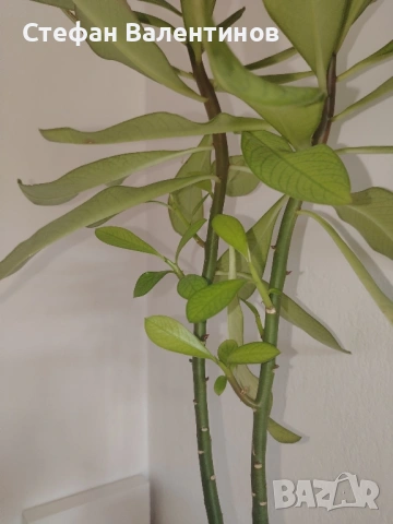 Еуфорбиякаучукова- саксийно растение. , снимка 9 - Градински цветя и растения - 51625139