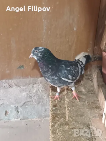 пазарджишки високолетци , снимка 5 - Гълъби - 46485896