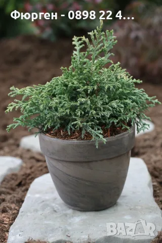 Японски кипарис „Блу Бейби“, снимка 2 - Разсади - 56157439