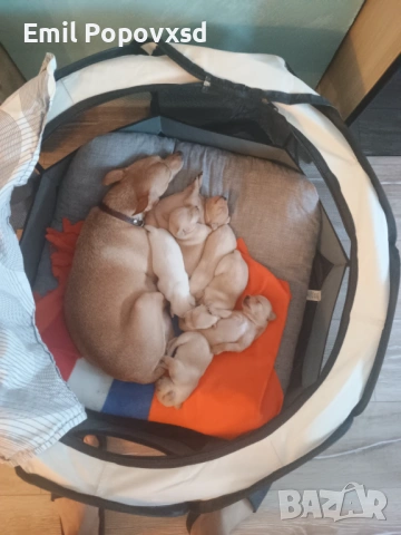 Сърнист Пинчер, снимка 11 - Пинчер - 54335405