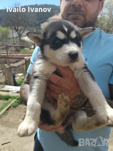 Малки кученца Сибирско хъски, снимка 8 - Хъски - 54125376