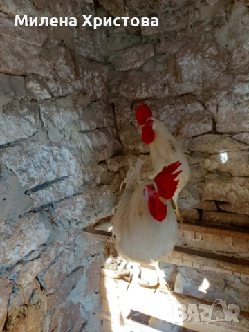 Продавам петли бял легхорн, снимка 3 - Кокошки и пуйки - 52964715