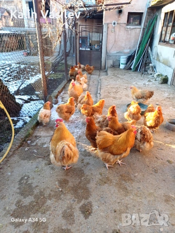 Яйца за люпене от орпингтон