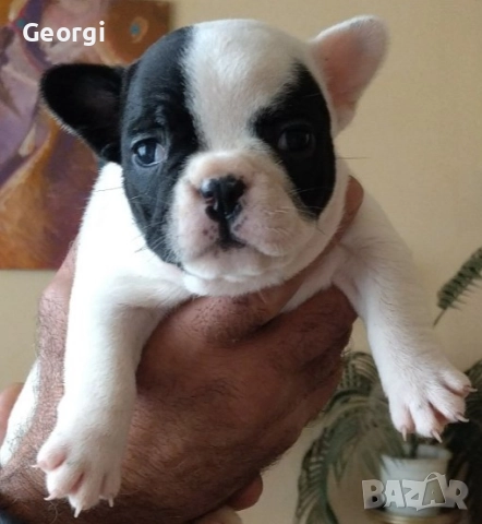 Френски булдог/малки кученца , снимка 10 - Френски булдог - 52590685
