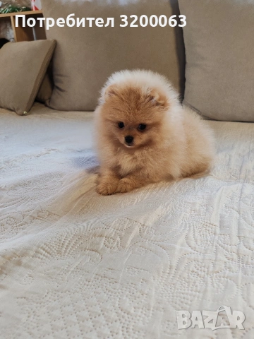 Померан женско мини размер , снимка 5 - Померан - 54113214