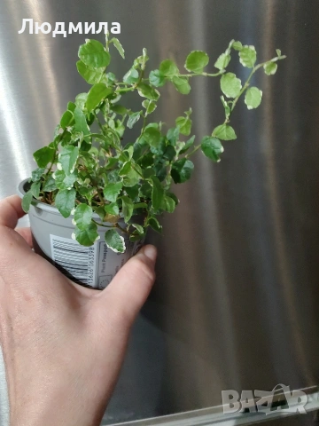 Фикус Пумила варигата, снимка 2 - Стайни растения - 53903985