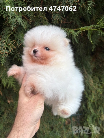 Померан момче, снимка 6 - Померан - 54010556