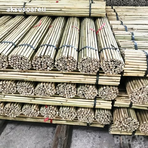 Висококачествени Семена бамбук Moso Bambo градински сертифицирани декоративни растения за дома и дво, снимка 5 - Градински цветя и растения - 38062874