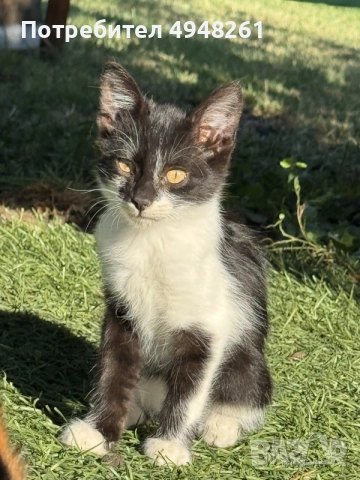 Мъжко пухкаво коте на 4 месеца , снимка 2 - Други - 56058649