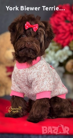 Ексклузивно мини малтипу! Момче Baby face! 