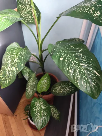 Продавам саксия с декоративно растение Дифенбахия., снимка 5 - Стайни растения - 25209673
