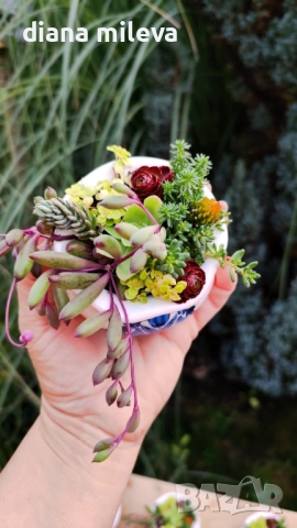 Гърнета аранжирани със сукуленти!, снимка 15 - Декорация за дома - 52496408