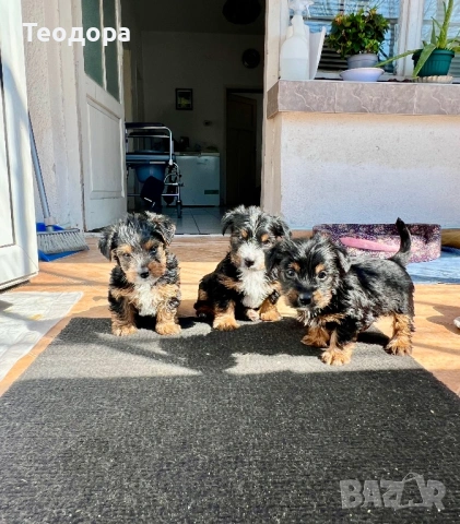 Йорки Ръсел, снимка 4 - Йоркширски териер - 54221299