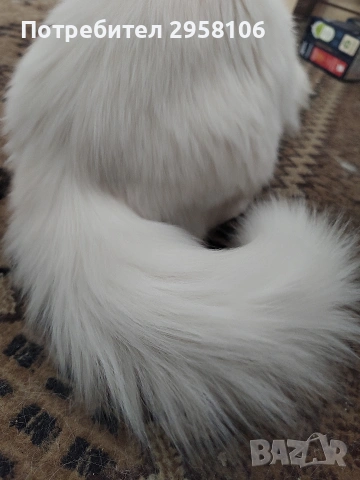 Персийска чинчила, снежно бяла, 5 мес., снимка 7 - Персийска - 53150542