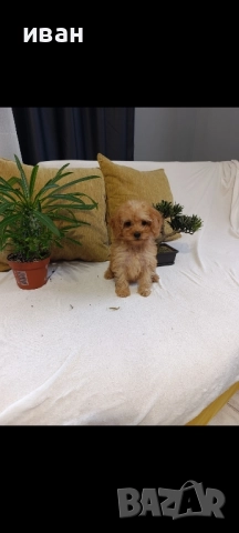 пудел момичета , снимка 1