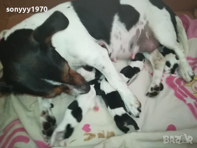 джак ръсел 1308251505, снимка 7 - Джак ръсел териер - 51353459