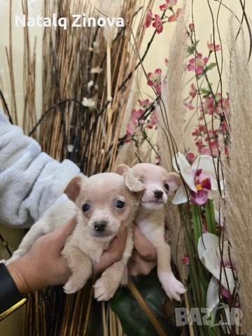мини чиху пинчери, снимка 4 - Пинчер - 52509288