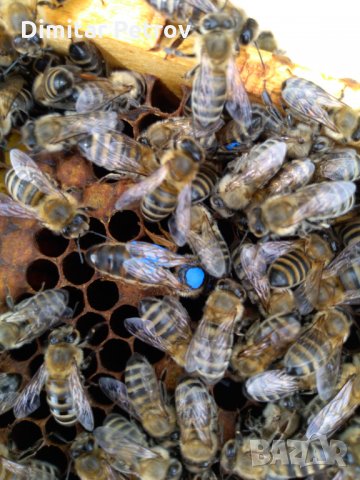 Пчелни майки и отводки сезон 2024 , снимка 4 - Други животни - 31646927