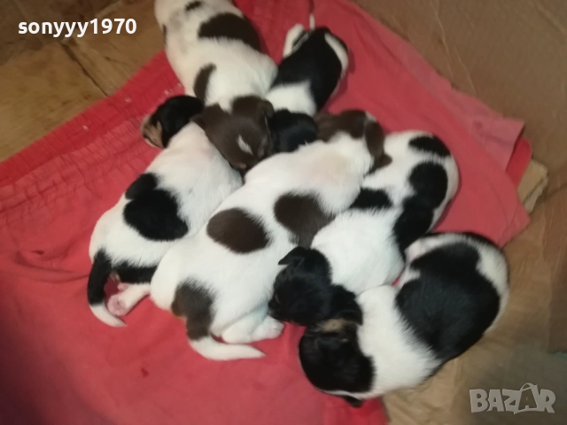 ДЖАК РЪСЕЛ-250ЛВ ЗА СЛАДКО КУТРЕ ПО ИЗБОР 2608251751, снимка 15 - Джак ръсел териер - 51499283