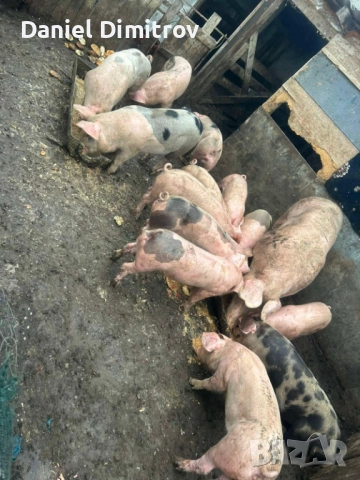 продавам прасета, снимка 1