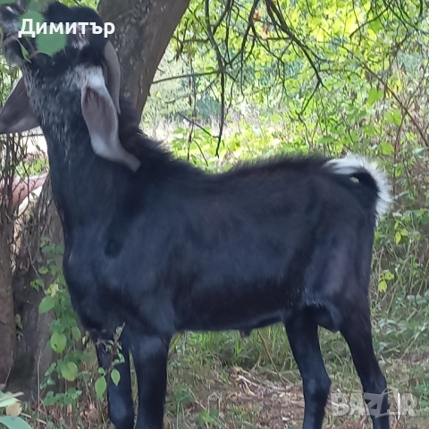Англонубийски пръч , снимка 8 - Кози - 51702599