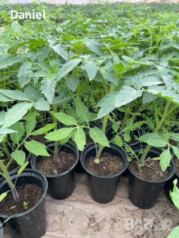 Ранен разсад, снимка 2 - Разсади - 53939802