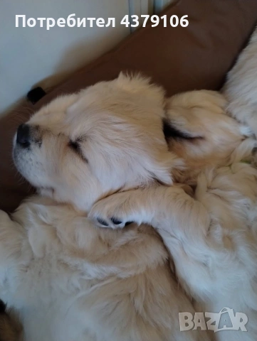 Голдън ретривър момче, снимка 5 - Голдън ретривър - 53087370