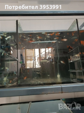 продавам стилаж с 4 аквариума на 3 разделени , снимка 3 - Аквариуми - 54217688