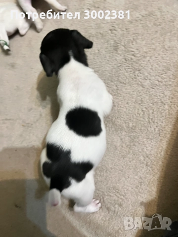 Джак Ръсел териер