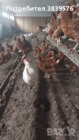 Кокошки Ярки, снимка 3 - Кокошки и пуйки - 53015872